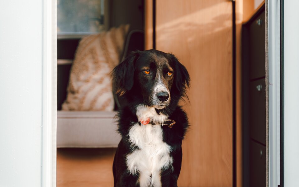 Sitzender Hund in offener Wohnwagentür 