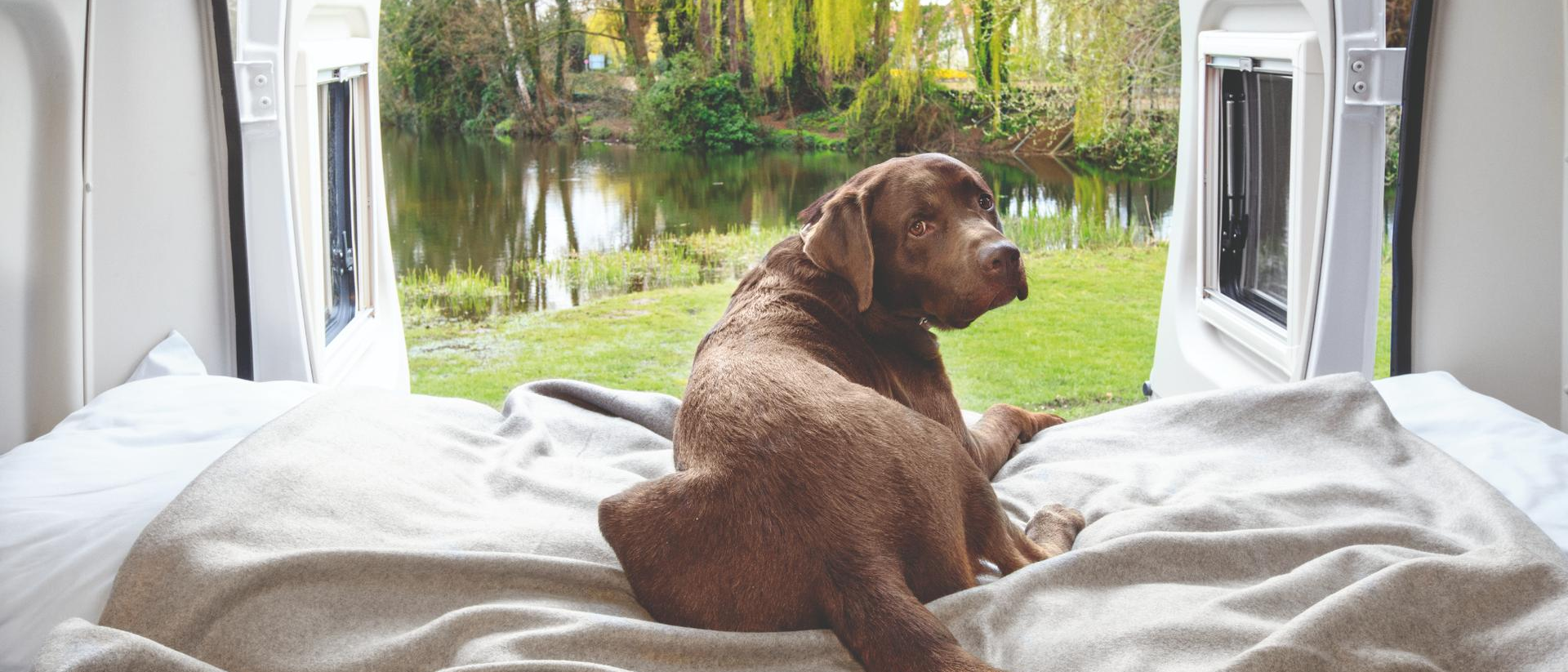 Campingurlaub mit Hund: Labrador im geräumigen Bett im LMC Camper Van