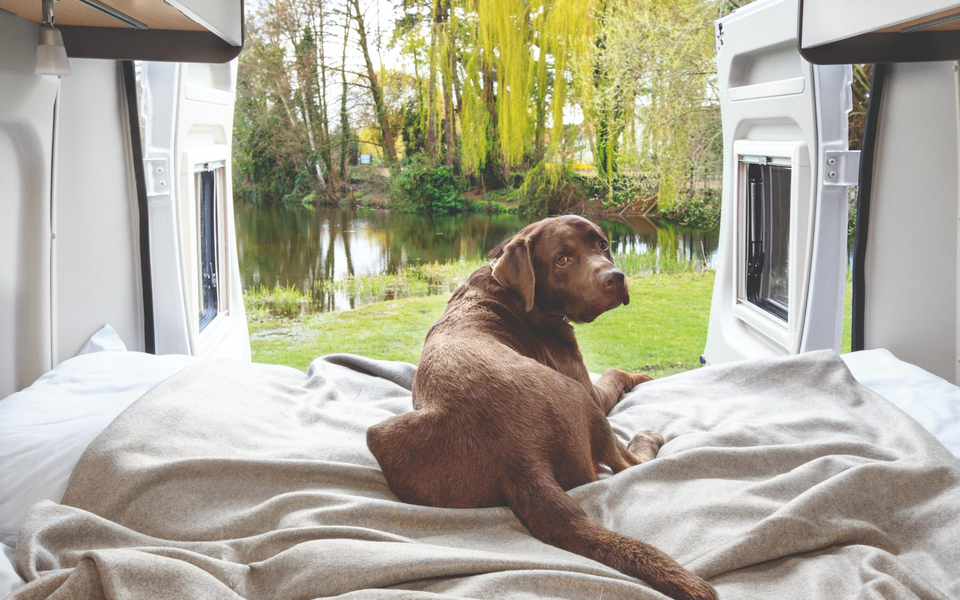 Camping vacation with a dog: Labrador in a spacious bed in the LMC camper van